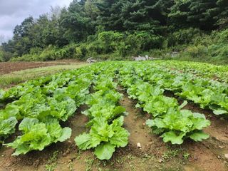 이동섭님의 배추 · 일상 작성글 사진