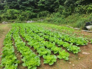 이동섭님의 배추 · 일상 작성글 사진