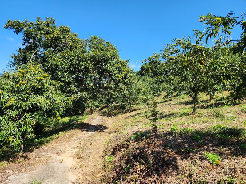 장터 상품 [밤(햇밤)] 썸네일