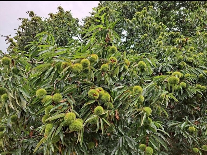 김혜진님의 장터 판매 상품 [밤(햇밤)] 첨부 사진