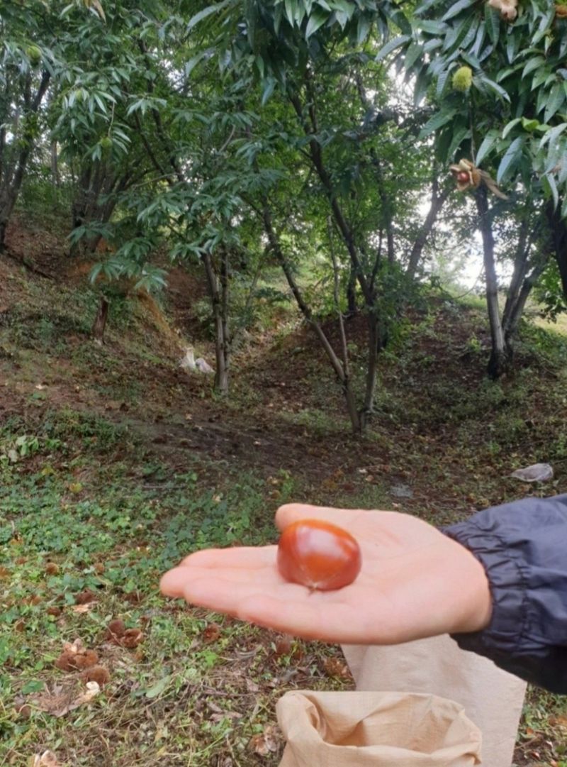 김혜진님의 장터 판매 상품 [밤(햇밤)] 첨부 사진