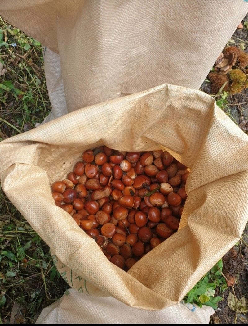 김혜진님의 장터 판매 상품 [밤(햇밤)] 첨부 사진