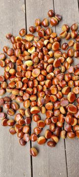 팜모닝 윷놀이 끝! 어떠셨나요?·참여글 게시글 이미지