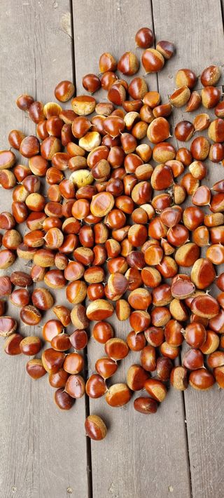 대삼팜스빌리지님의 윷놀이 끝! 어떠셨나요? · 참여글 작성글 사진