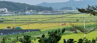 대삼팜스빌리지님의 윷놀이 끝! 어떠셨나요? · 참여글 작성글 사진