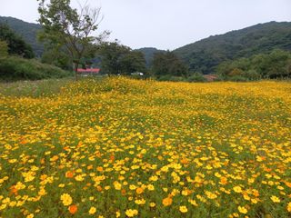 호박16023님의 윷놀이 끝! 어떠셨나요? · 참여글 작성글 사진