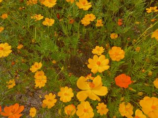 호박16023님의 윷놀이 끝! 어떠셨나요? · 참여글 작성글 사진