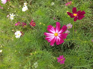 호박16023님의 윷놀이 끝! 어떠셨나요? · 참여글 작성글 사진