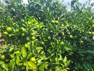 알 수 없음님의 귤 · 일상 작성글 사진