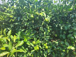 알 수 없음님의 귤 · 일상 작성글 사진