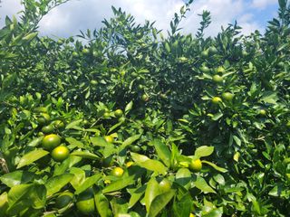 알 수 없음님의 귤 · 일상 작성글 사진