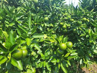 알 수 없음님의 귤 · 일상 작성글 사진