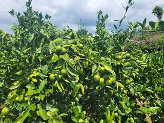 알 수 없음님의 귤 · 일상 작성글 사진