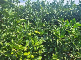 알 수 없음님의 귤 · 일상 작성글 사진