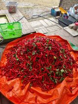 팜모닝 고추·영농일지 게시글 이미지