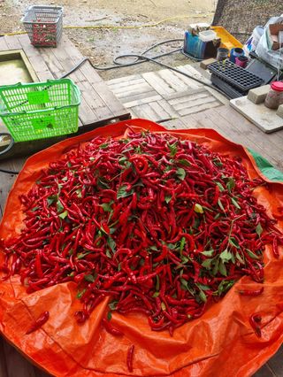 드래곤 님의 고추 · 영농일지 작성글 사진