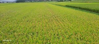 사천시향촌동 돼지띠님의 벼 · 자유게시판 작성글 사진