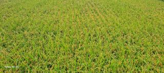 사천시향촌동 돼지띠님의 벼 · 자유게시판 작성글 사진