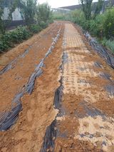 팜모닝 마늘·토양준비 게시글 이미지