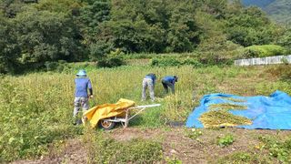 사천시향촌동 돼지띠님의 벼 · 자유게시판 작성글 사진