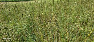 사천시향촌동 돼지띠님의 벼 · 자유게시판 작성글 사진