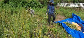 사천시향촌동 돼지띠님의 벼 · 자유게시판 작성글 사진