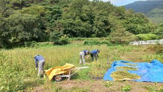 사천시향촌동 돼지띠님의 벼 · 자유게시판 작성글 사진