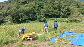 사천시향촌동 돼지띠님의 벼 · 자유게시판 작성글 사진