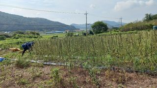 사천시향촌동 돼지띠님의 벼 · 자유게시판 작성글 사진