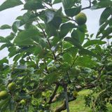 팜모닝 감·자유게시판 게시글 이미지