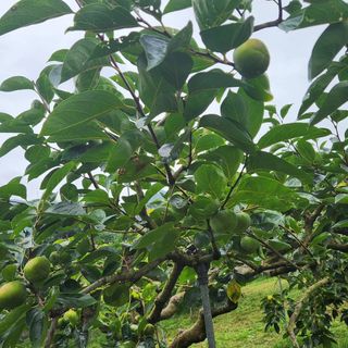 단감청년님의 감 · 자유게시판 작성글 사진