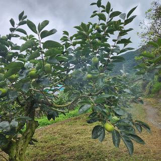 단감청년님의 감 · 자유게시판 작성글 사진