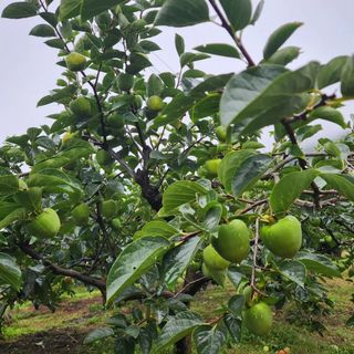 단감청년님의 감 · 자유게시판 작성글 사진