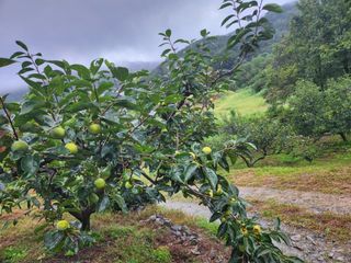 단감청년님의 감 · 자유게시판 작성글 사진