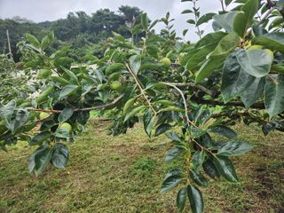 단감청년님의 감 · 자유게시판 작성글 사진
