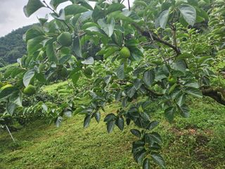 단감청년님의 감 · 자유게시판 작성글 사진