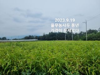 심상진님의 윷놀이 끝! 어떠셨나요? · 참여글 작성글 사진