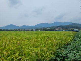 심상진님의 윷놀이 끝! 어떠셨나요? · 참여글 작성글 사진