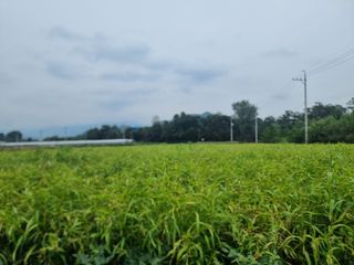 심상진님의 윷놀이 끝! 어떠셨나요? · 참여글 작성글 사진