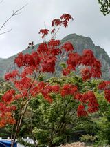 팜모닝 윷놀이 끝! 어떠셨나요?·참여글 게시글 이미지