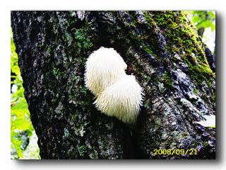 밭농사200평님의 윷놀이 끝! 어떠셨나요? · 참여글 작성글 사진