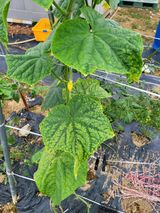 팜모닝 오이·병해충상담 게시글 이미지