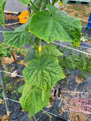 이상열님의 오이 · 병해충상담 작성글 사진