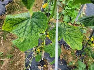 이상열님의 오이 · 병해충상담 작성글 사진