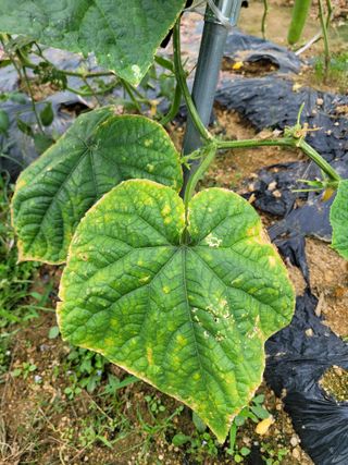 이상열님의 오이 · 병해충상담 작성글 사진