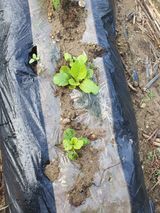 팜모닝 배추·자연재해•동물피해 게시글 이미지