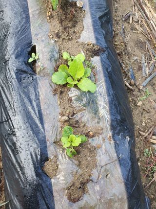 김종은님의 배추 · 자연재해•동물피해 작성글 사진