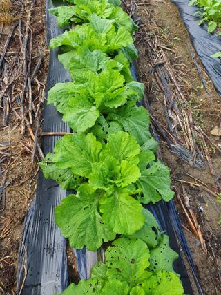 김종은님의 배추 · 자연재해•동물피해 작성글 사진