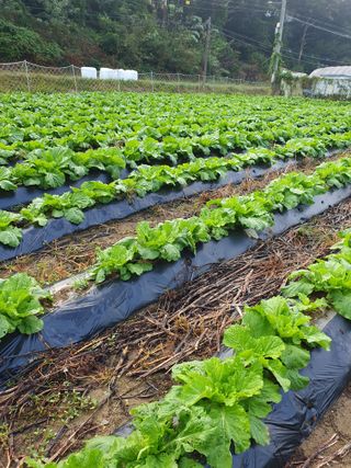 김종은님의 배추 · 자연재해•동물피해 작성글 사진