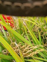 팜모닝 벼·자유게시판 게시글 이미지